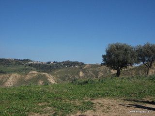Sieli